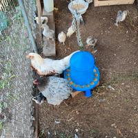 Pulcini e pulcinotti varie razze