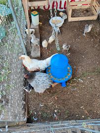 Pulcini e pulcinotti varie razze