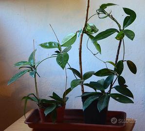 Piante di Hoya carnosa (fiori di cera)