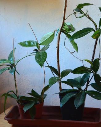 Piante di Hoya carnosa (fiori di cera)