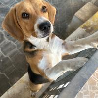 Beagle di 1 anno
