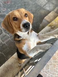 Beagle di 1 anno