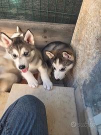 Cuccioli husky