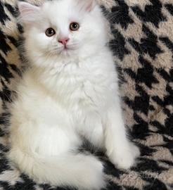 Gattino cucciolo di persiano normotipo MASCHIO