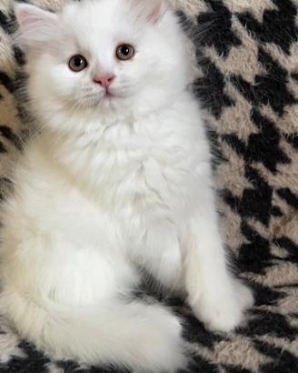 Gattino cucciolo di persiano normotipo MASCHIO