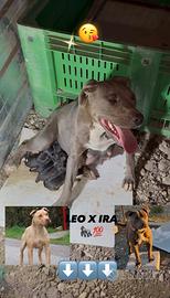 Cucciolo pitbull