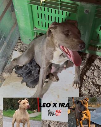 Cucciolo pitbull