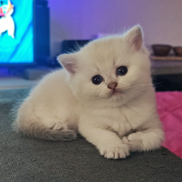 Vendita Cuccioli di Gatto British Shorthair