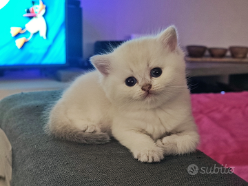 Vendita Cuccioli di Gatto British Shorthair