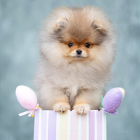 Spitz di Pomerania