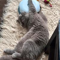Scottish Fold monta