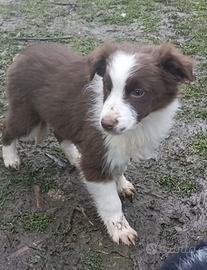 Border collie femmina