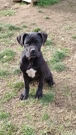Cucciola di Cane Corso selezionata