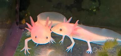 Axolotl