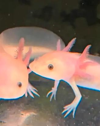 Axolotl