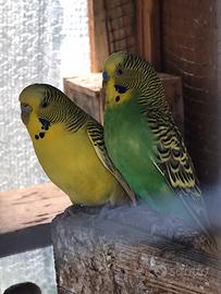 Cocorite vari colori