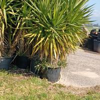 Pianta di yucca alta 1.70m in vaso