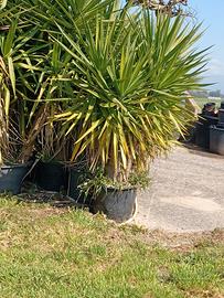 Pianta di yucca alta 1.70m in vaso