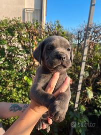 Cuccioli di cane corso con pedigree