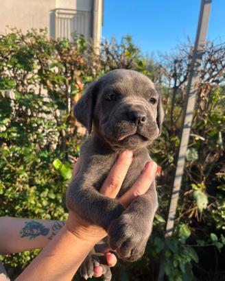 Cuccioli di cane corso con pedigree