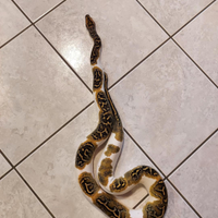 Pitone molurus bivitattus Tigerpython