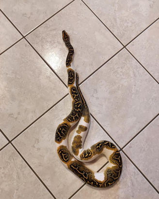 Pitone molurus bivitattus Tigerpython