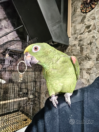 Pappagallo amazzone fronte gialla