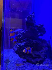 Acquario Marino, pesci, kit