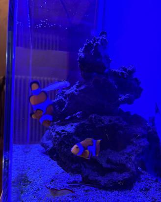 Acquario Marino, pesci, kit
