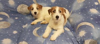 Jack Russell Terrier maschi