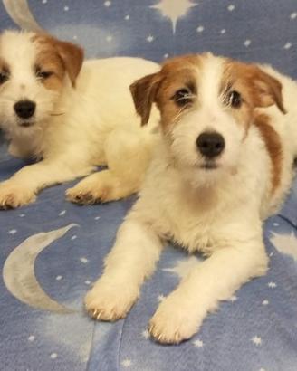 Jack Russell Terrier maschi