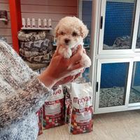 Barboncino toy femmina