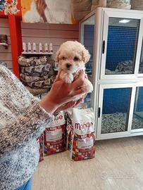 Barboncino toy femmina