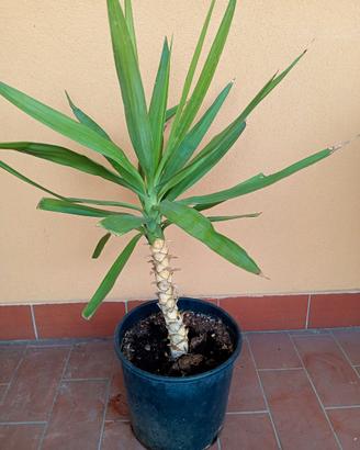 Pianta