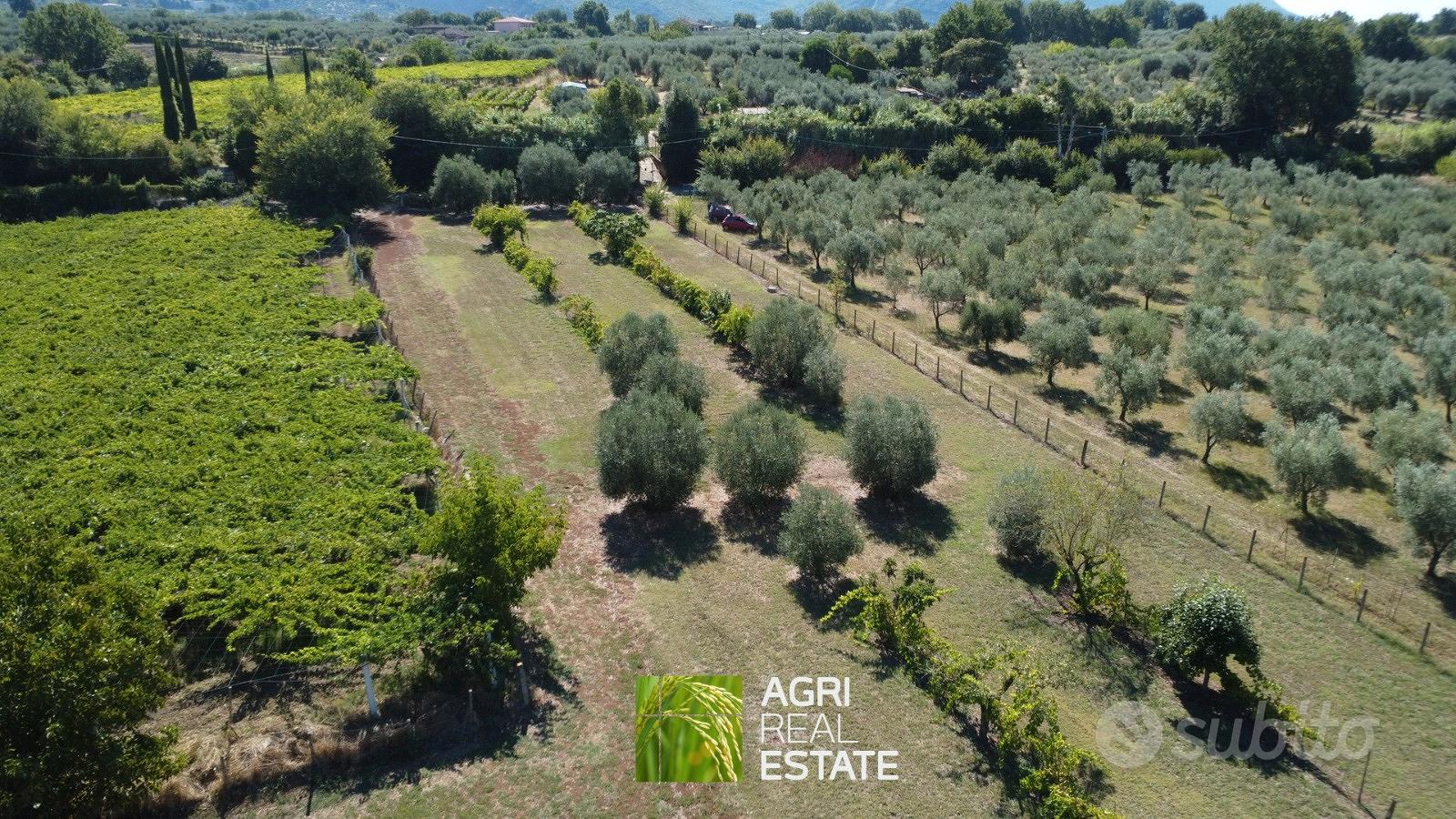 Terreno agricolo 1 HA fronte strada vicino Ninfa - Vista 3