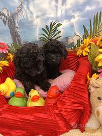 Sono Black Oppure Sono Nero Nero --Barboncini