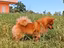Immagine 1