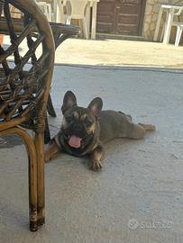 Bulldog francese maschio per accoppiamento