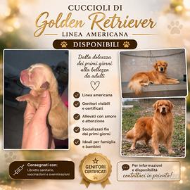 Golden Retriver Linea Americana