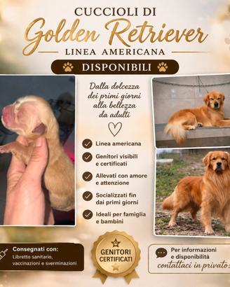 Golden Retriver Linea Americana