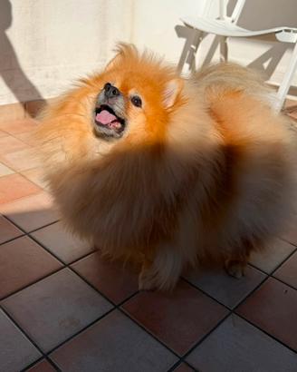 Cane di compagnia