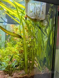 piante acquario 