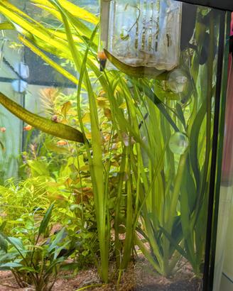 piante acquario 