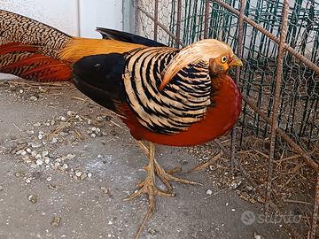 Fagiano dorato rosso adulto