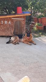 Pastore tedesco per monta