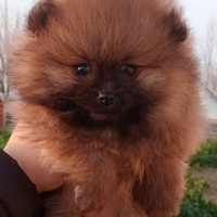Spitz pomeriana