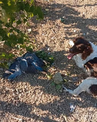 Spinger da riporto
