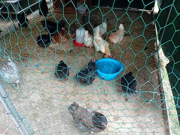 Galline ovaiole