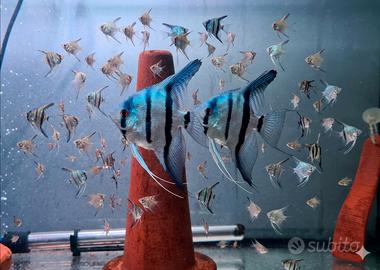 Scalari Zebra Philippine Blue