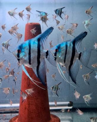 Scalari Zebra Philippine Blue
